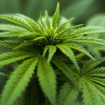 Medical cannabis research and development centre to open in WA