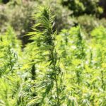 IDT secures medicinal cannabis licence