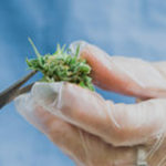 Medicinal cannabis manufacturing gains traction