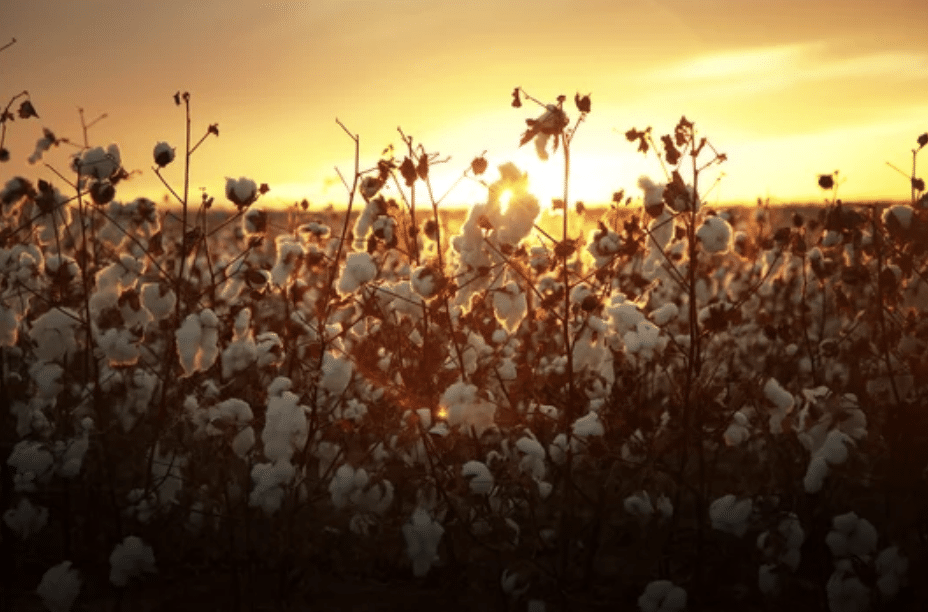 Kimberley Cotton Company builds $60 million processing plant - Vimarsana News